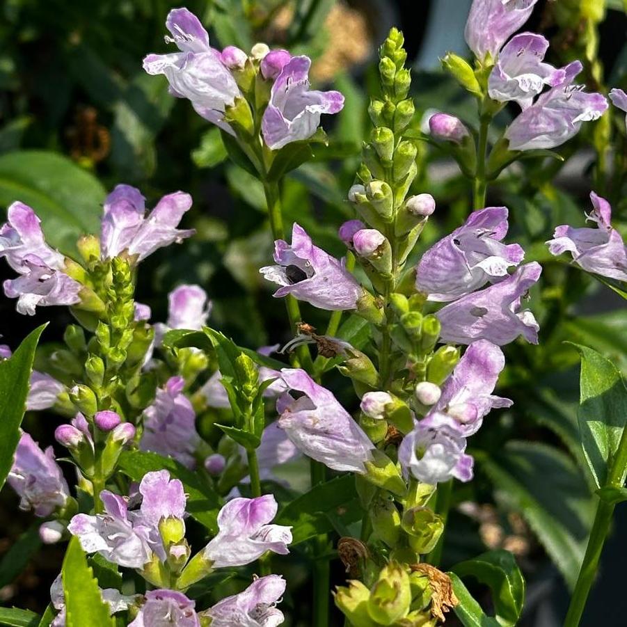 Physostegia virginiana Pink Manners - Obedient Plant 