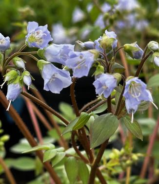 Polemonium reptans - Creeping Jacob's Ladder from Pleasant Run Nursery