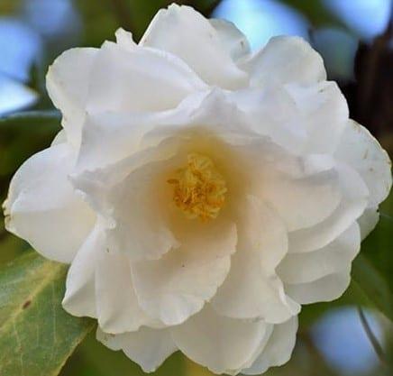 Camellia japonica 'Victory White' 