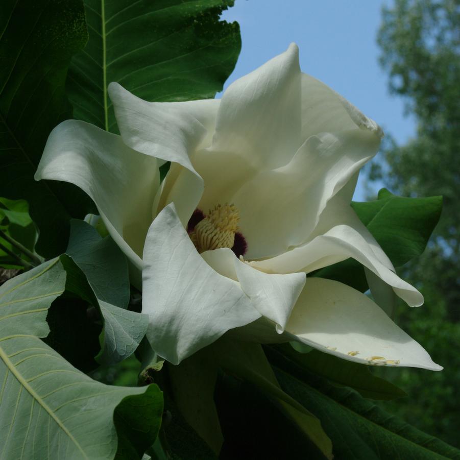 Magnolia macrophylla - Bigleaf Magnolia