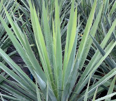 Yucca filamentosa 'Excalibur' 