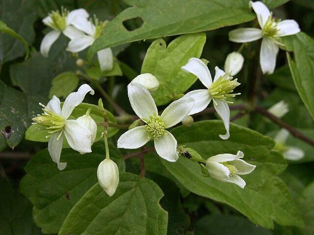 Clematis virginiana - Virgin's Bower - Woodbine 