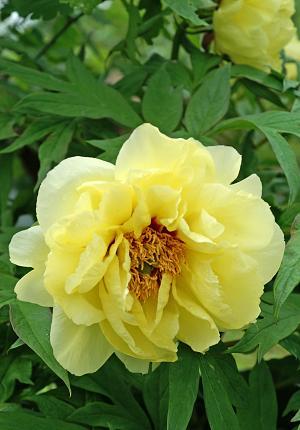 Paeonia suffruticosa 'High Noon' - Photo Courtesy of DeVroomen