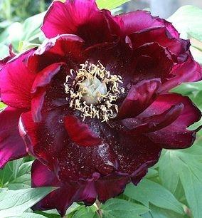 Paeonia suffruticosa 'Kaoukamon' - Tree Peony 