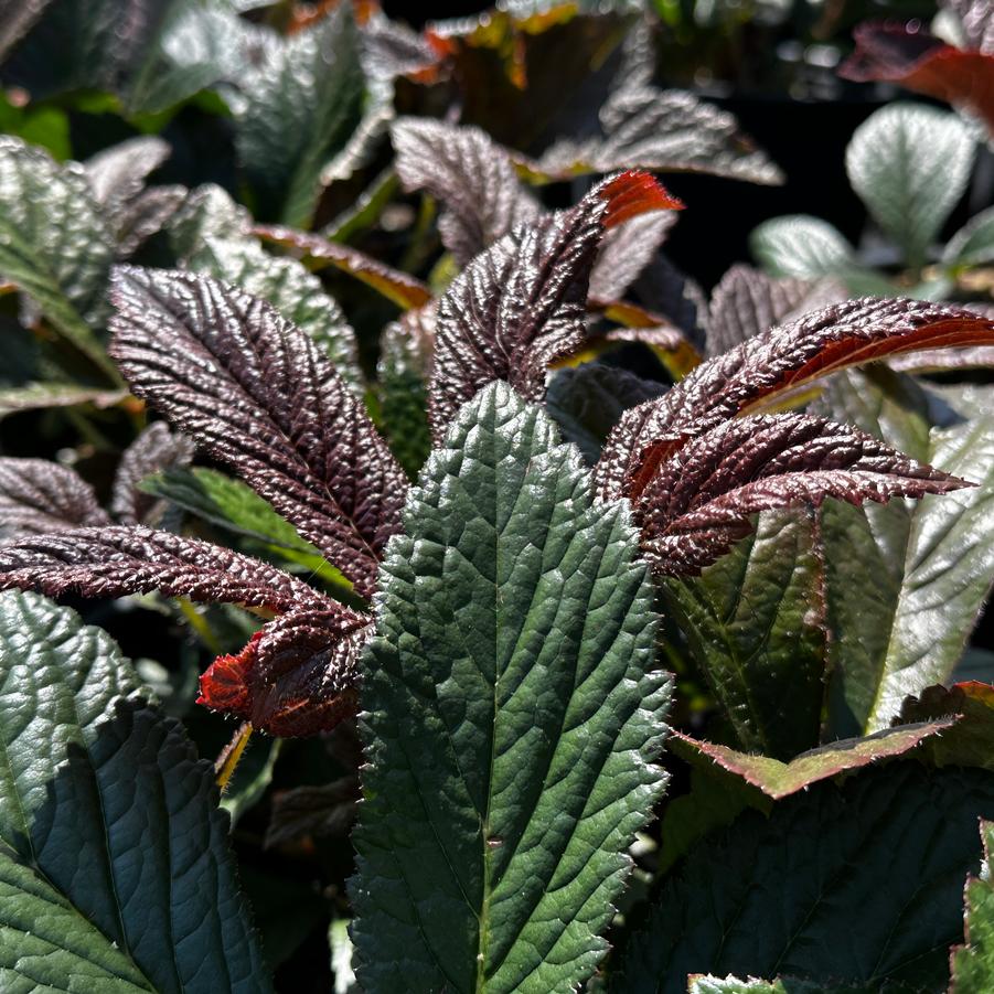 Rodgersia pinnata Bronze Peacock