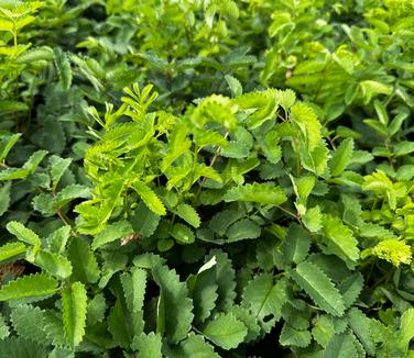 Sanguisorba officinalis - Burnet from Pleasant Run Nursery