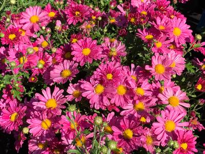 Chrysanthemum Mammoth™ 'Lavender Daisy' Hardy Mum from Pleasant Run Nursery