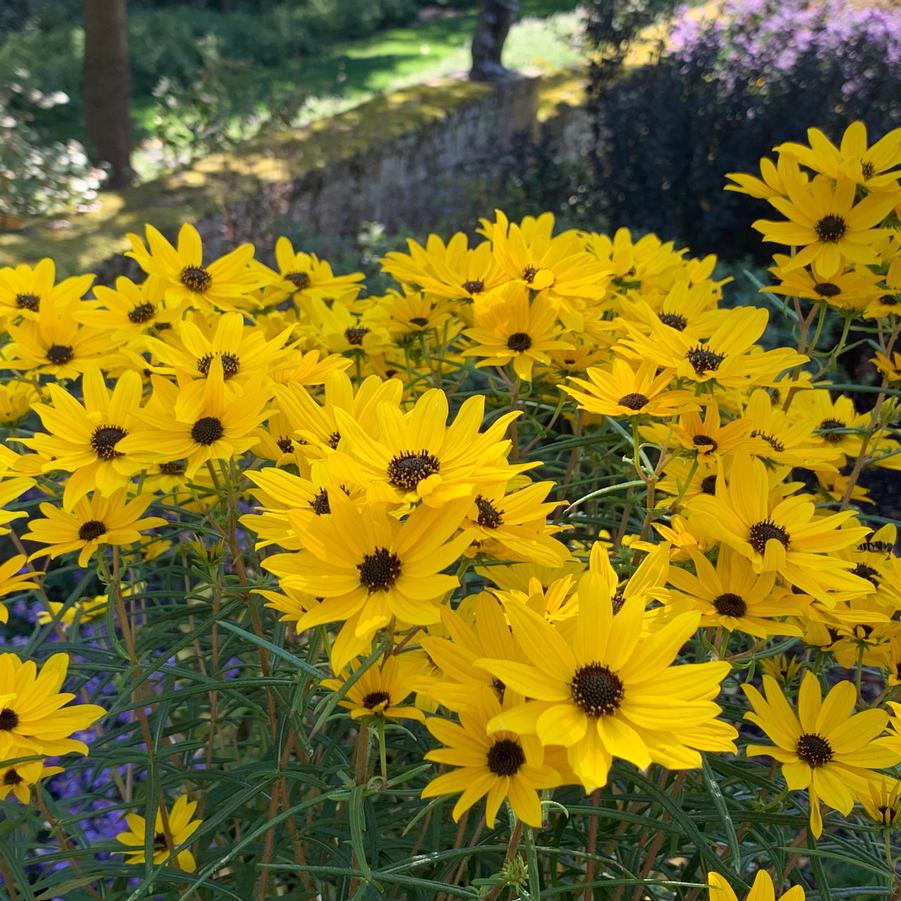 Helianthus salicifolius 'Autumn Gold' - Willow-leaved Sunflower from Pleasant Run Nursery