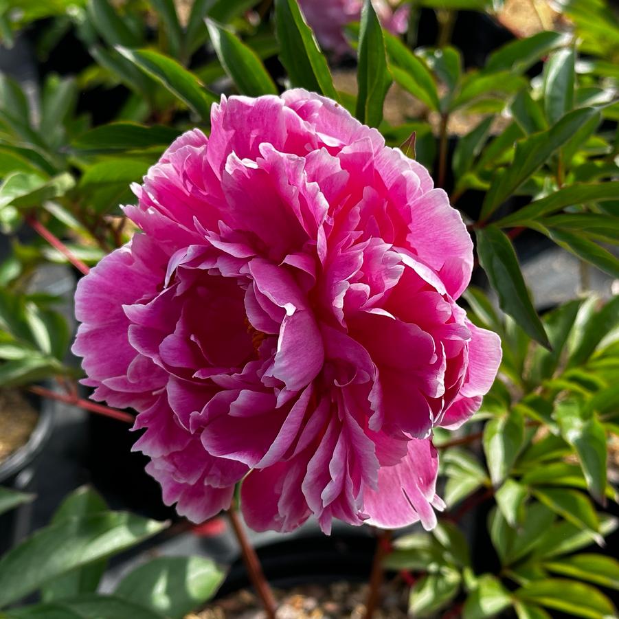 Paeonia Dr Alexander Fleming