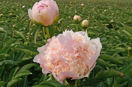 Paeonia lactiflora 'Top Brass' - Photo Courtesy of DeVroomen
