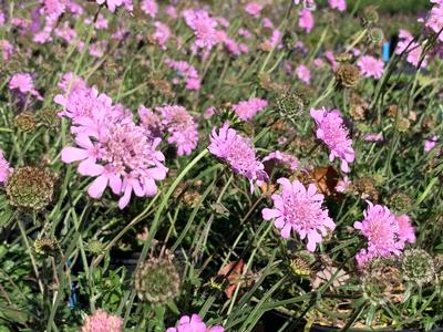 Scabiosa columbaria 'Pink Mist' - Pincushion- Pink Mist from Pleasant Run Nursery