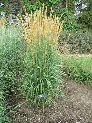 Sorgastrum nutans 'Golden Sunset' - (Photo: North Creek Nurseries)