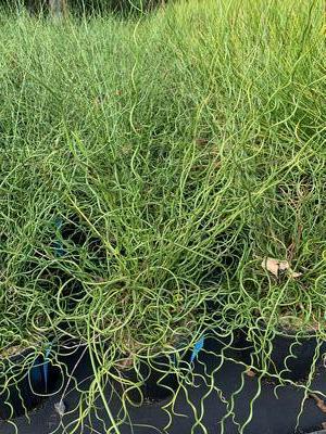 Juncus effusus 'Big Twister' - Corkscrew Rush from Pleasant Run Nursery