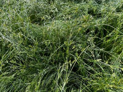 Juncus tenuis - Path Rush from Pleasant Run Nursery