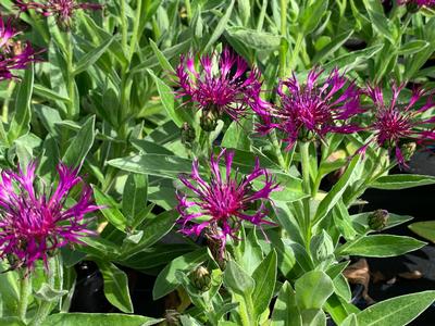 Centaurea montana 'Amethyst Dream' - Bachelor's Button from Pleasant Run Nursery
