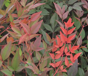 Nandina domestica Gulfstream™ - Heavenly Bamboo (Fall color)
