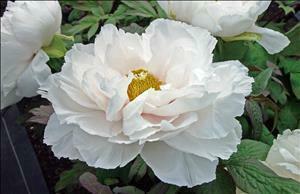 Paeonia suffruticosa 'Renaku' - Tree Peony 