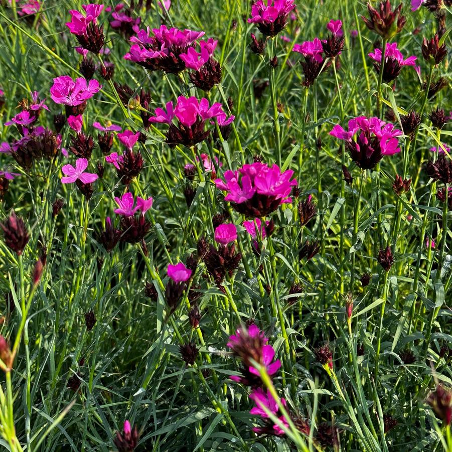 Dianthus carthusianorum - Clusterhead Pinks from Pleasant Run Nursery