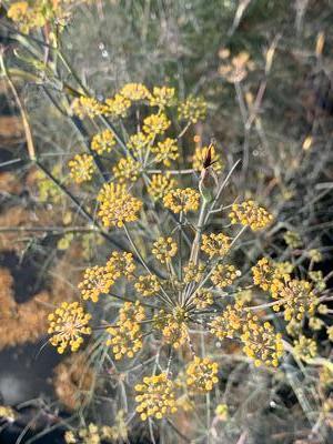 Foeniculum vulgare 'Purpureum' - Common Fennel from Pleasant Run Nursery