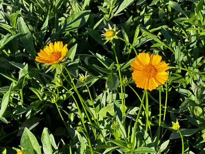 Coreopsis lanceolata - Tickseed from Pleasant Run Nursery