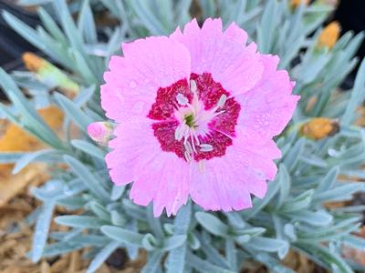 Dianthus x Mountain Frost™ 'Ruby Snow' - Cheddar Pinks from Pleasant Run Nursery