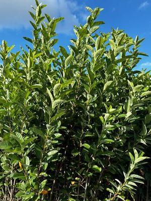 Amelanchier canadensis 'Rainbow Pillar' - Serviceberry from Pleasant Run Nursery