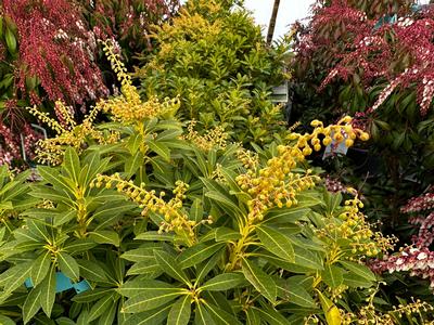 Pieris japonica 'Cavatine' - Andromeda from Pleasant Run Nursery
