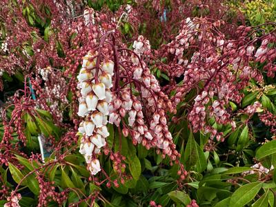 Pieris japonica 'Valley Rose' - Valley Rose Jap. Andromeda from Pleasant Run Nursery
