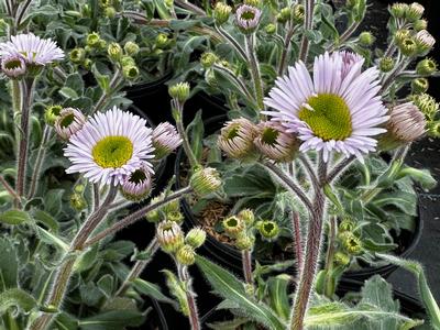 Erigeron pulchellus 'Lynnhaven Carpet' - Fleabane from Pleasant Run Nursery