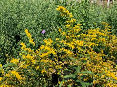 Solidago odora - Sweet Goldenrod from Pleasant Run Nursery