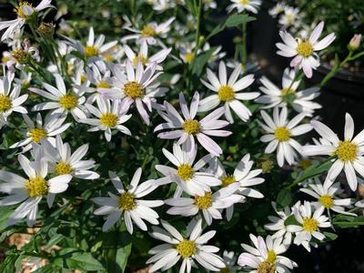 Kalimeris integrifolia 'Daisy Mae' - Japanese Aster from Pleasant Run Nursery