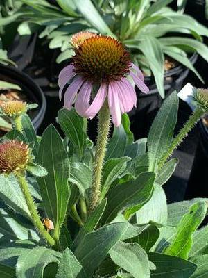 Echinacea angustifolia - Coneflower from Pleasant Run Nursery