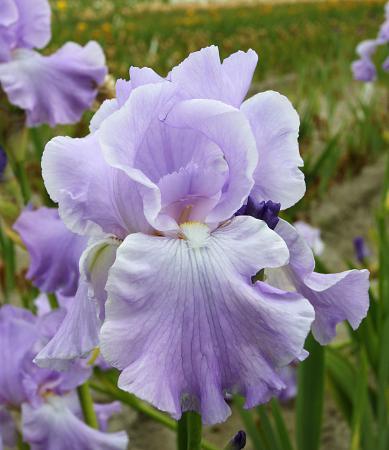 Iris germanica 'Mary Frances' - German Bearded Iris Photo Courtesy of DeVroomen