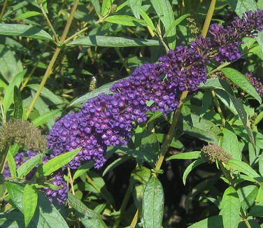 Buddleia davidii 'Black Knight'