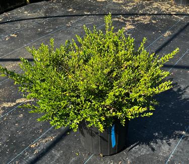 Lonicera nitida - Boxleaf Honeysuckle from Pleasant Run Nursery