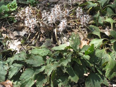 Pachysandra procumbens - Pachysandra from Pleasant Run Nursery