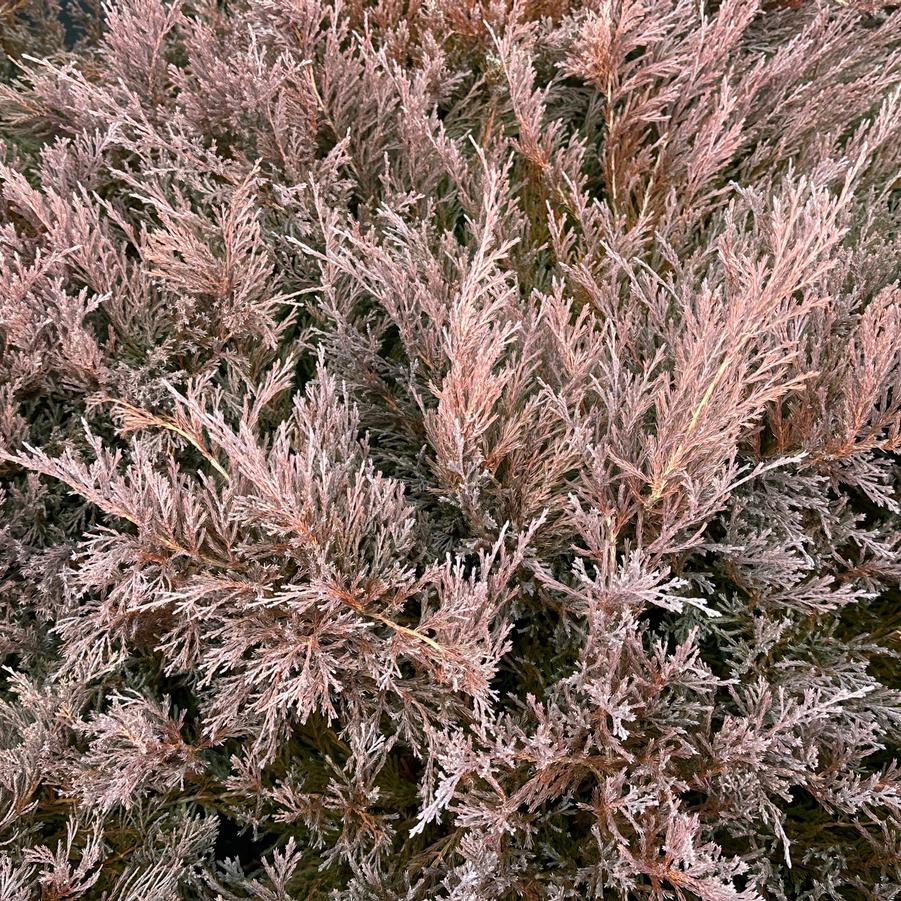 Juniperus horizontalis 'Youngstown' - Creeping Juniper (Winter color)