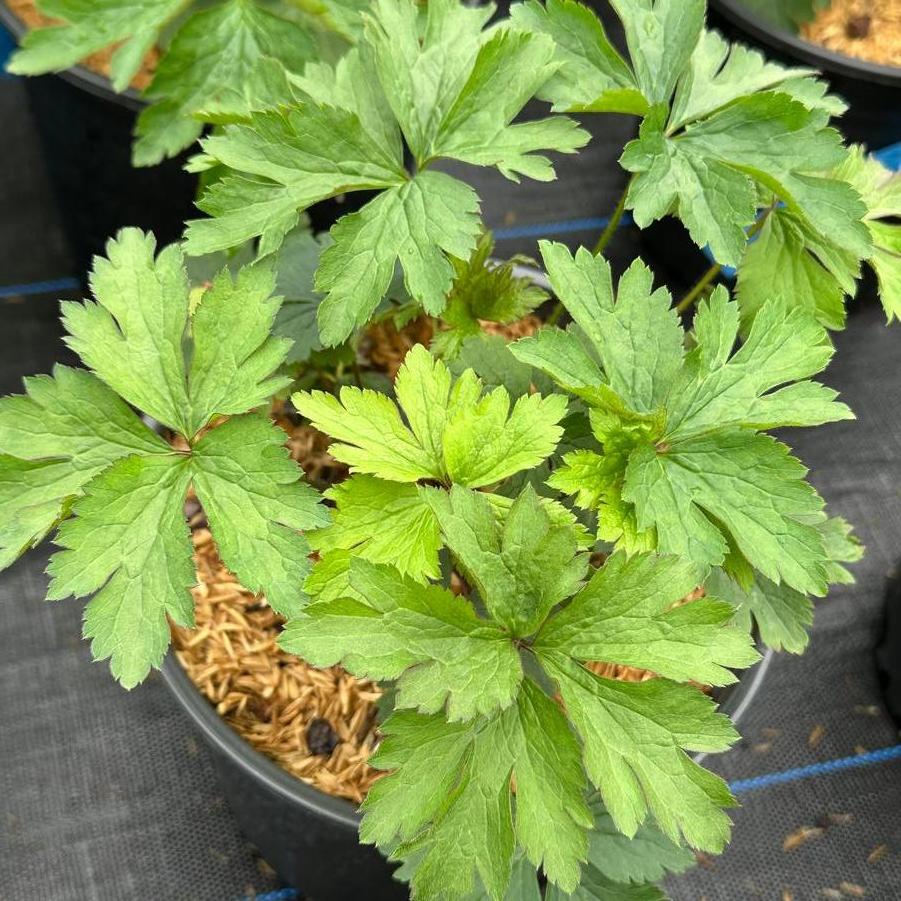 Anemone virginiana 
