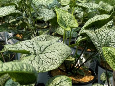 Brunnera macrophylla 'Queen of Hearts' - Brunnera from Pleasant Run Nursery