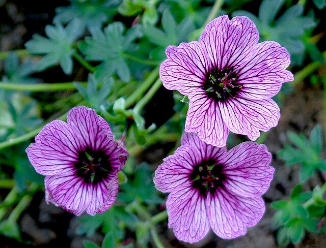 Geranium cinereum 'Ballerina' - Hardy Geranium 