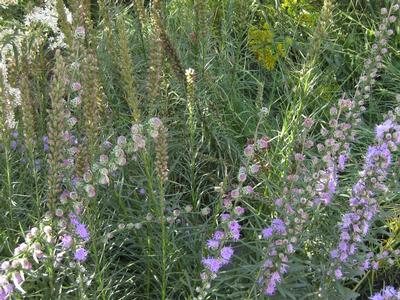 Liatris spicata - Gayfeather from Pleasant Run Nursery