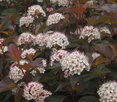 Physocarpus opulifolis Coppertina®