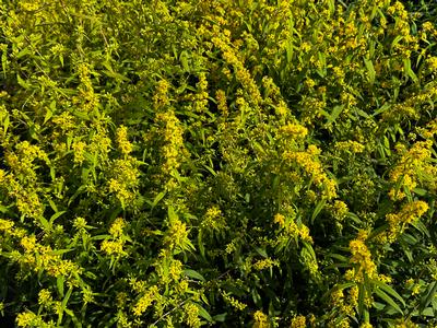 Solidago caesia 