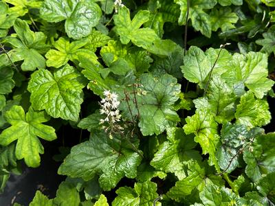 Tiarella cordifolia - Foamflower from Pleasant Run Nursery