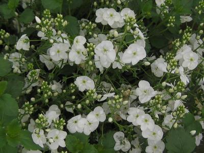 Veronica peduncularis 'Whitewater' - Speedwell from Pleasant Run Nursery