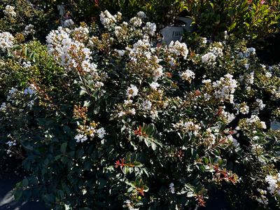 Lagerstroemia 'Diamond Dazzle' - Diamond Dazzle Crapmyrtle from Pleasant Run Nursery