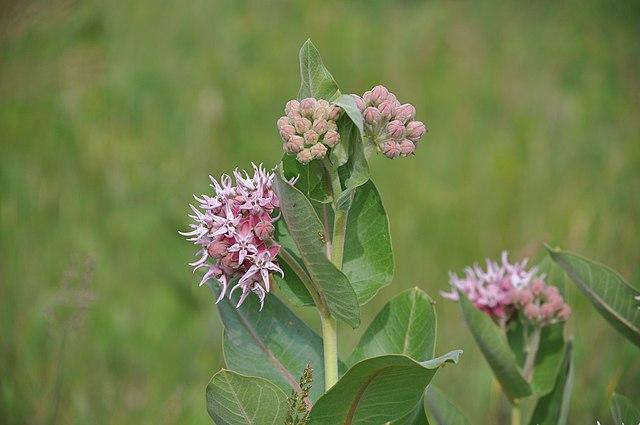 Asclepias speciosa - Showy Milkweed from Pleasant Run Nursery