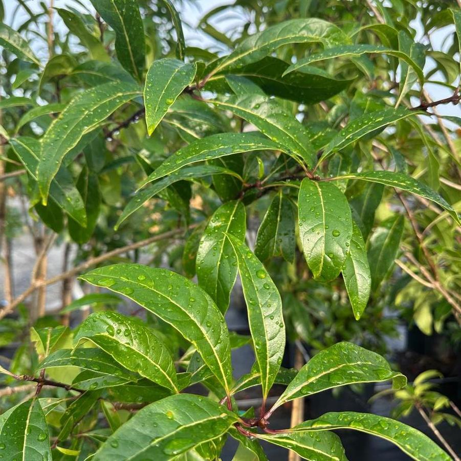 Chionanthus pygmaeus 