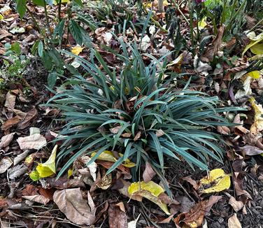 Carex flaccosperma - Blue Wood Sedge from Pleasant Run Nursery