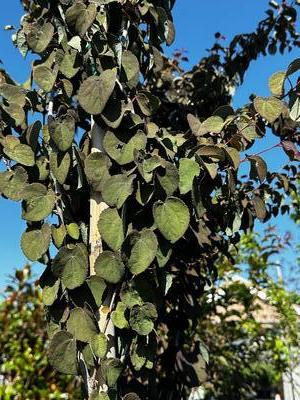 Cercidiphyllum japonicum 'Red Fox' - Katsura from Pleasant Run Nursery